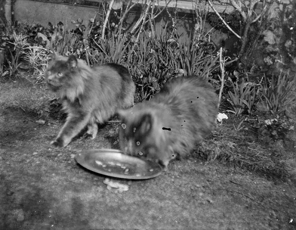 A black and white image showing two cats eating off a dish on the ground.