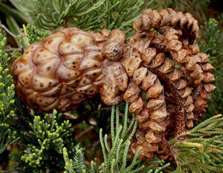 A northwestern pacific tree octopus found in a tree