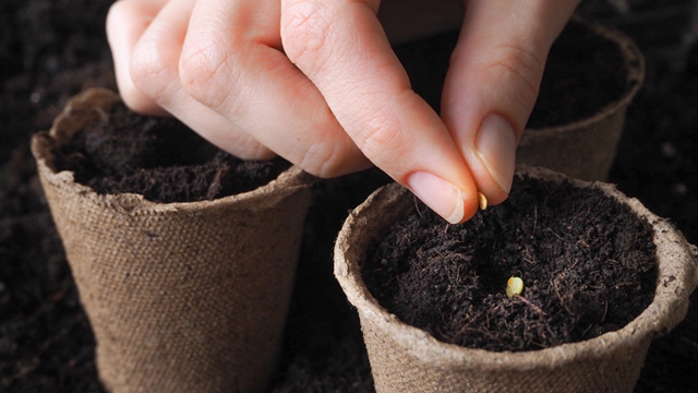 Earth Aroha Seed Planting