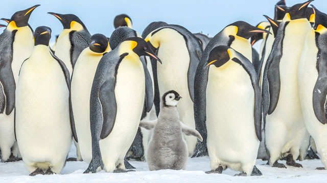 Penguin Party movie tile